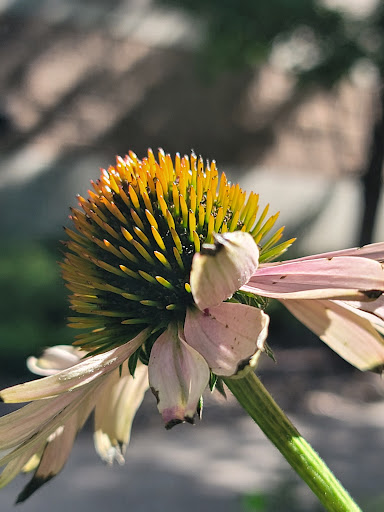 Shopping Mall «Aspen Grove», reviews and photos, 7301 S Santa Fe Dr, Littleton, CO 80120, USA