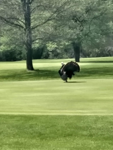 Public Golf Course «Hansen Park Golf Course», reviews and photos, 9800 Underwood Pkwy, Wauwatosa, WI 53226, USA