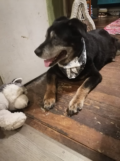 Pet Supply Store «Petco Animal Supplies», reviews and photos, 313 Homer M Adams Pkwy, Alton, IL 62002, USA