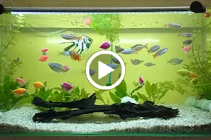 Anindya Aquarium and fancy fish shop image