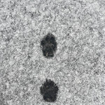 Photo n° 1 de l'avis de Inès.a fait le 09/12/2023 à 12:56 pour Le Clos Du Bonheur (Élevage, pension canine, animalerie) à Serley