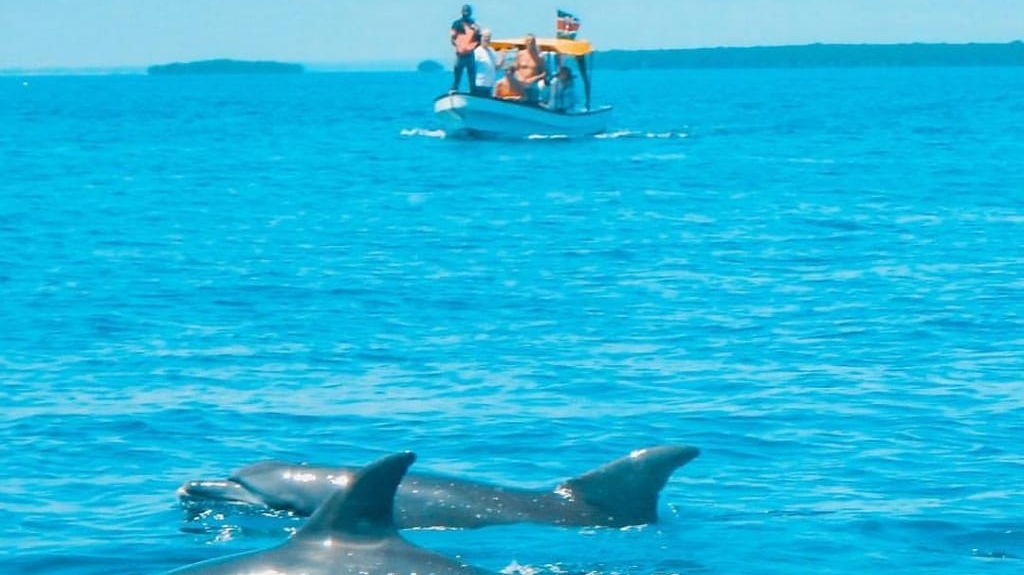 Zanzibar Dolphin Tour