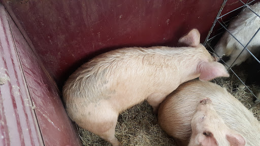 Home Improvement Store «Tractor Supply Co.», reviews and photos, 5111 Murfreesboro Rd, College Grove, TN 37046, USA