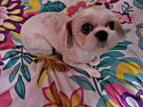 True Love Pet Care - Photo 8 - Car repair in Hamden, CT, New Haven