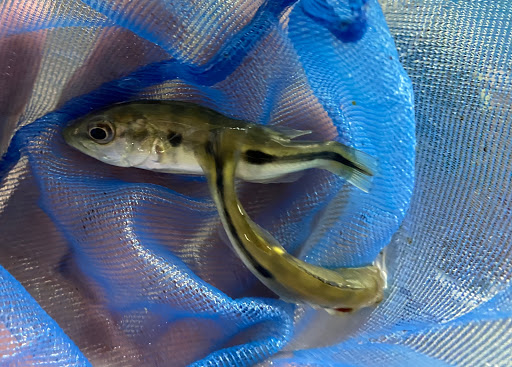 Pet Supply Store «Pet Zone Tropical Fish», reviews and photos, 4266 University Ave, San Diego, CA 92105, USA