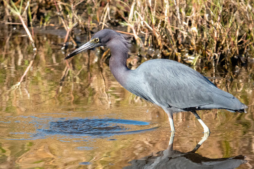 Nature Preserve «Perico Preserve», reviews and photos, 11700 Manatee Ave W, Bradenton, FL 34209, USA
