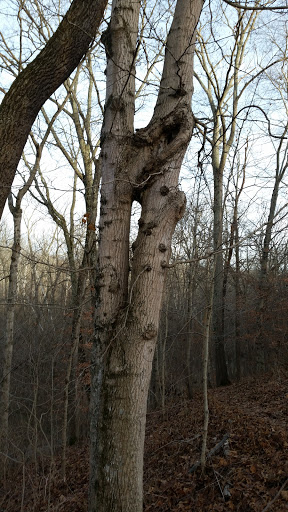 Nature Preserve «Caesar Creek Gorge State Nature Preserve», reviews and photos, 4080 Corwin Rd, Oregonia, OH 45054, USA