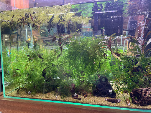 Tropical Fish Store «Aquarium Zen», reviews and photos, 920 NE 64th St, Seattle, WA 98115, USA