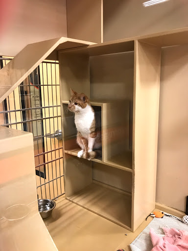 Pet Supply Store «PetSmart», reviews and photos, 400 Universal Dr N, North Haven, CT 06473, USA