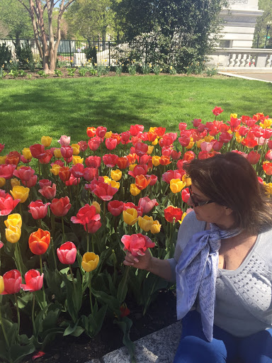 Florist «Exotica Florist», reviews and photos, 10376 Main Street, Fairfax, VA 22030, USA