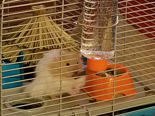 Pet Supply Store «PetSmart», reviews and photos, 132 NJ-31, Flemington, NJ 08822, USA