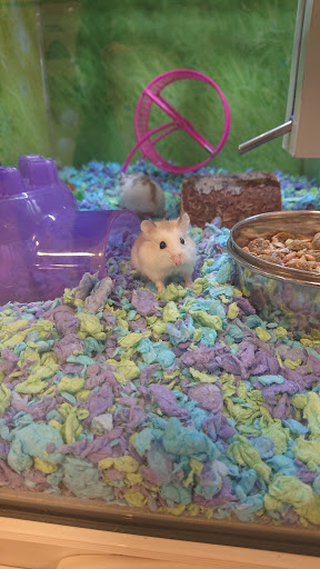 Pet Supply Store «PetSmart», reviews and photos, 263 Midway Blvd, Elyria, OH 44035, USA