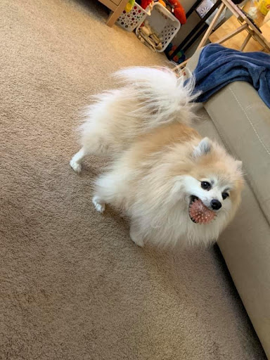 Pet Supply Store «PetSmart», reviews and photos, 1112 Town Square Rd, Pottstown, PA 19465, USA