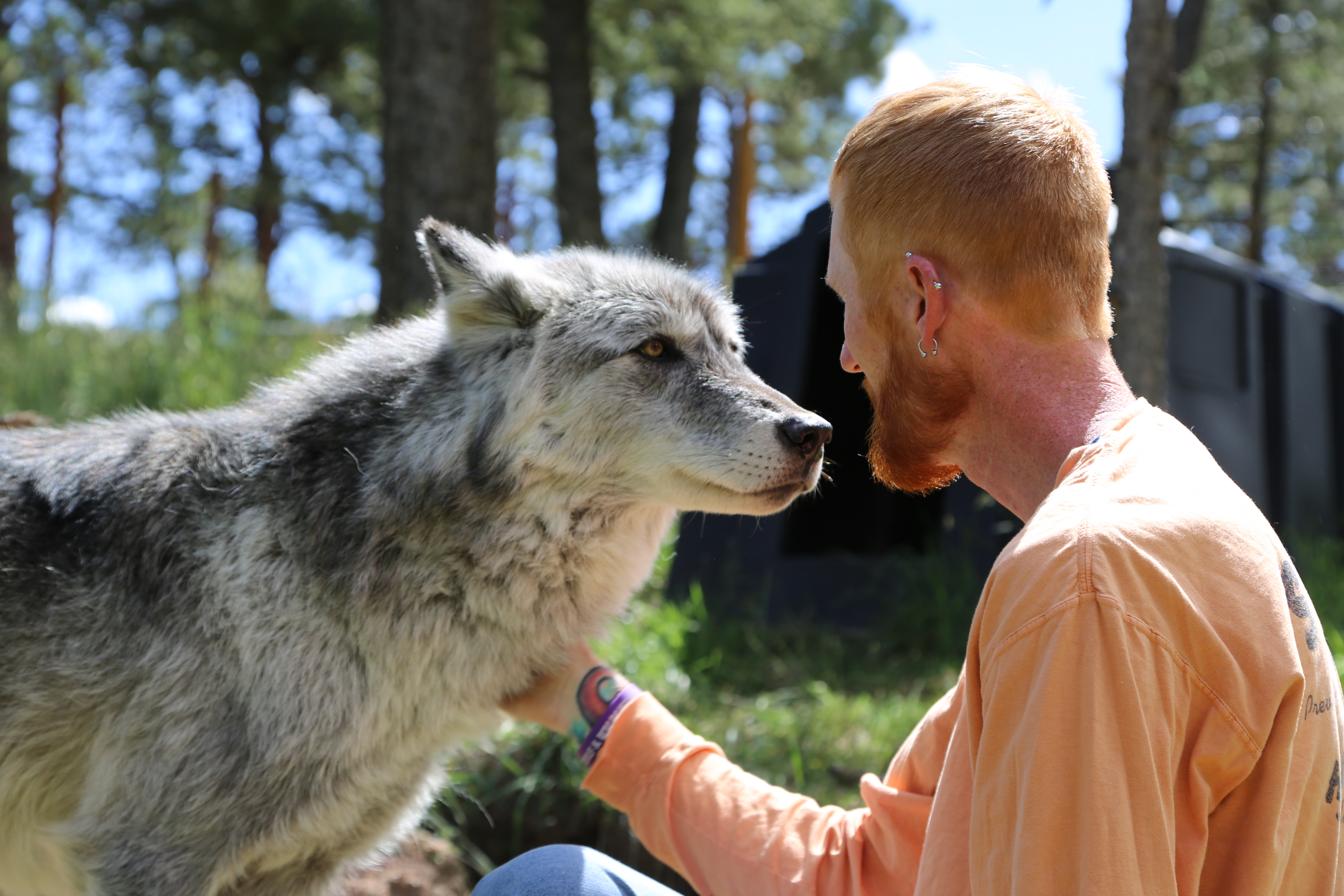 Picture of a place: Colorado Wolf and Wildlife Center