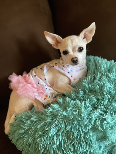 Pet Store «Village Pet Shop», reviews and photos, 701 N Black Horse Pike, Williamstown, NJ 08094, USA