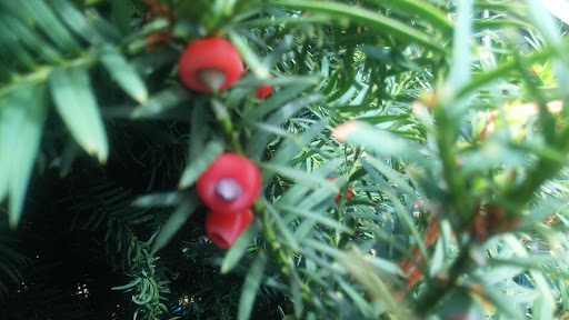 Donut Shop «Top Pot Doughnuts», reviews and photos, 10600 NE 9th Pl, Bellevue, WA 98004, USA