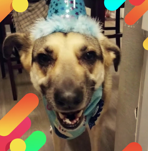 Pet Supply Store «Pet Supermarket, Inc.», reviews and photos, 380 E Michigan St, Orlando, FL 32806, USA