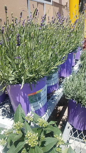 Home Improvement Store «The Home Depot», reviews and photos, 11939 San Pablo Ave, El Cerrito, CA 94530, USA