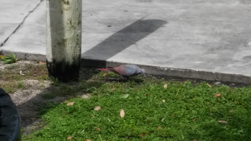 Park «Antonio Maceo Park», reviews and photos, 5135 NW 7th St, Miami, FL 33126, USA