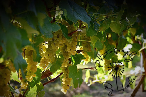 Winery «Harmony Hill Vineyards», reviews and photos, 2534 Swings Corner Point Isabel Rd, Bethel, OH 45106, USA