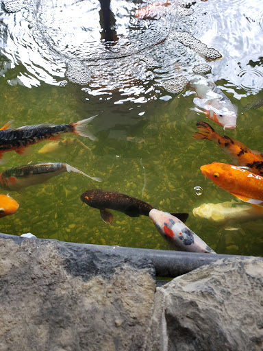 Pet Store «Pet Advantage», reviews and photos, 350 Dorset St # 1, South Burlington, VT 05403, USA