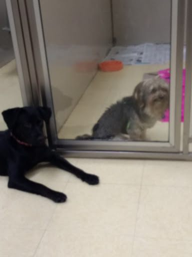 Pet Supply Store «Petco Animal Supplies», reviews and photos, 420 Harry L Dr #2, Johnson City, NY 13790, USA