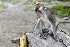 Monkey Sanctuary image