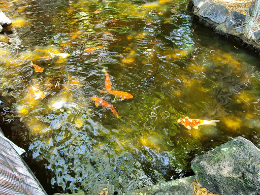 Luxury Hotel «Bonaventure Resort & Spa», reviews and photos, 250 Racquet Club Rd, Weston, FL 33326, USA