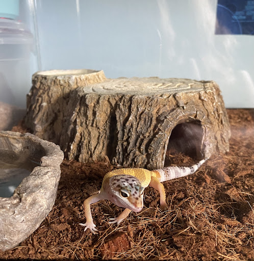 Reptile Store «Pets & Things», reviews and photos, 44825 Van Dyke, Utica, MI 48317, USA