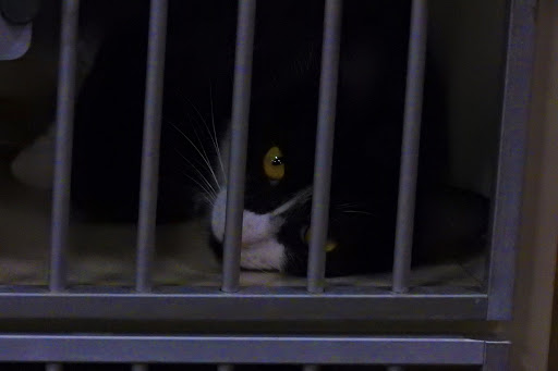 Thrift Store «ReTails Thrift Store», reviews and photos, 5000 NE Fourth Plain Blvd, Vancouver, WA 98661, USA