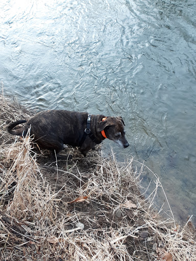Homeward Bound Dog Rescue of New York, LLC. image 4
