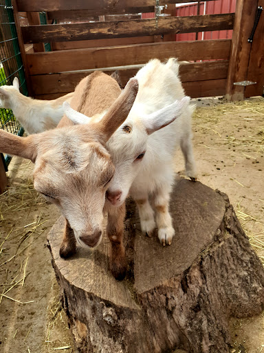 Farm «Goat Milk Stuff», reviews and photos, 76 S Lake Rd N, Scottsburg, IN 47170, USA