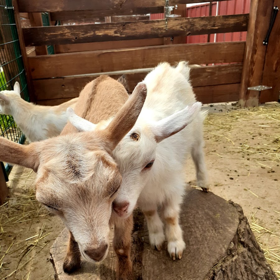 Goat Milk Stuff Online - See GMSFarm.com to visit the farm