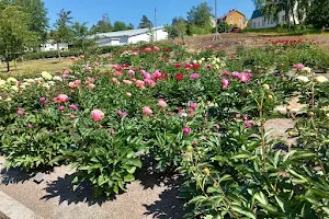 Peony Park image