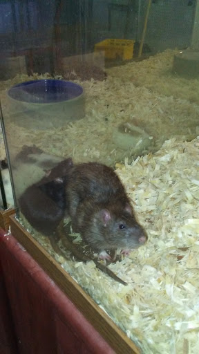 Pet Supply Store «Panhandle Pet Supply», reviews and photos, 3661 N Monroe St, Tallahassee, FL 32303, USA