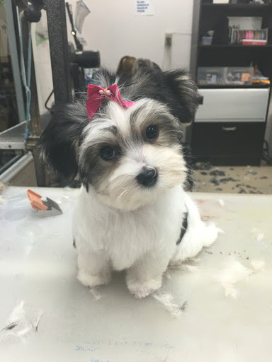 Pet Store «La Bone Pet Spa», reviews and photos, 8739 Stirling Rd, Cooper City, FL 33328, USA