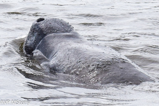 Boat Tour Agency «Good Time Charters», reviews and photos, 4765 Estero Blvd, Fort Myers Beach, FL 33931, USA
