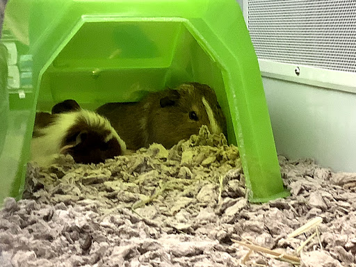 Pet Supply Store «Petco Animal Supplies», reviews and photos, 4913 Main St, Spring Hill, TN 37174, USA