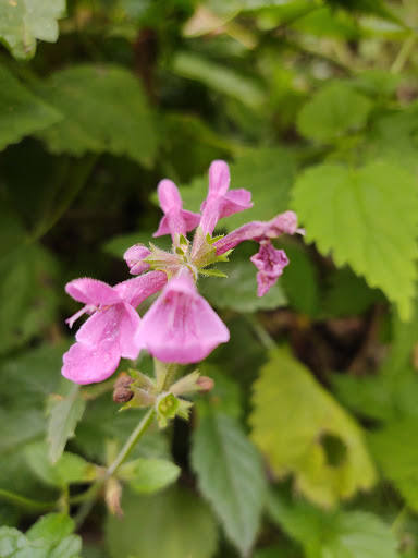 Nature Preserve «Smith and Bybee Wetlands Natural Area», reviews and photos, 5300 N Marine Dr, Portland, OR 97203, USA