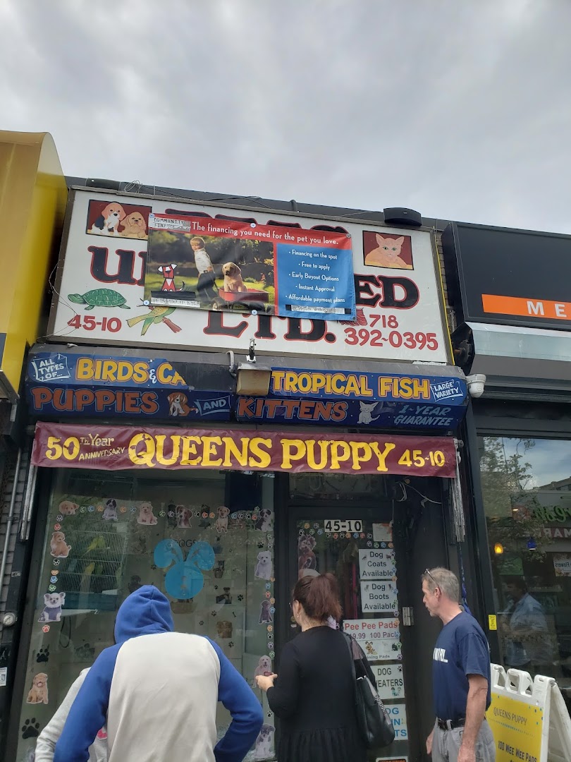 Queens Puppy