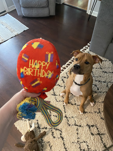 Pet Supply Store «Mom & Pups Inc», reviews and photos, 800 Whitlock Ave NW #104, Marietta, GA 30064, USA