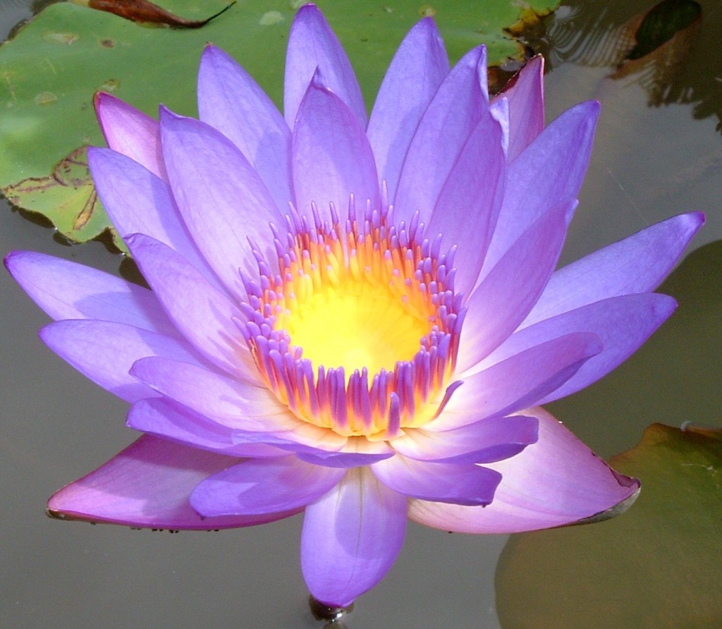 Serenity Garden Wellness Center 28777