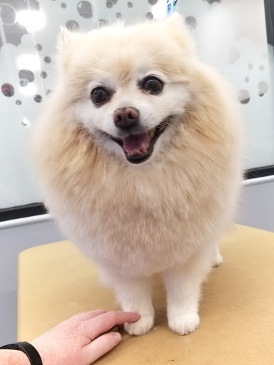 Pet Supply Store «PetSmart», reviews and photos, 450 Cochran St, Simi Valley, CA 93065, USA