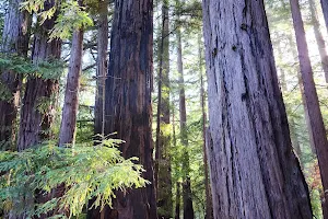 Redwood Deck image