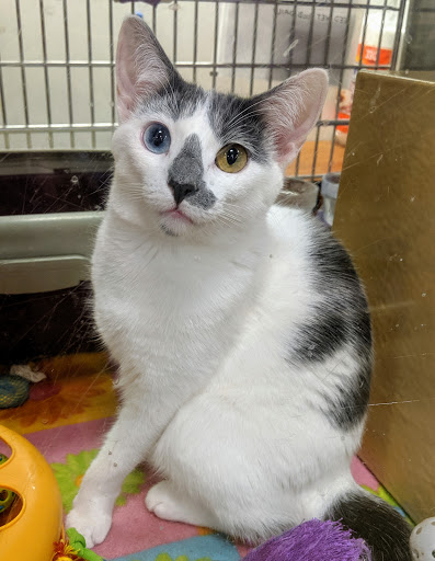 Pet Supply Store «PetSmart», reviews and photos, 14025 SW 88th St, Miami, FL 33186, USA