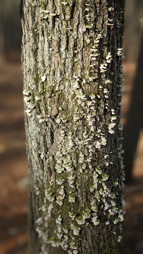 State Park «Wilson Mountain Reservation», reviews and photos, 384 Common St, Dedham, MA 02026, USA