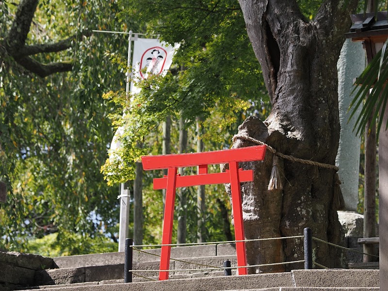 足羽神社のタカオモミジ