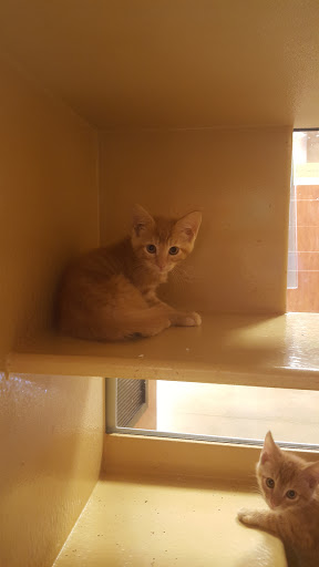 Pet Supply Store «PetSmart», reviews and photos, 104 Dettro Dr, Mattoon, IL 61938, USA