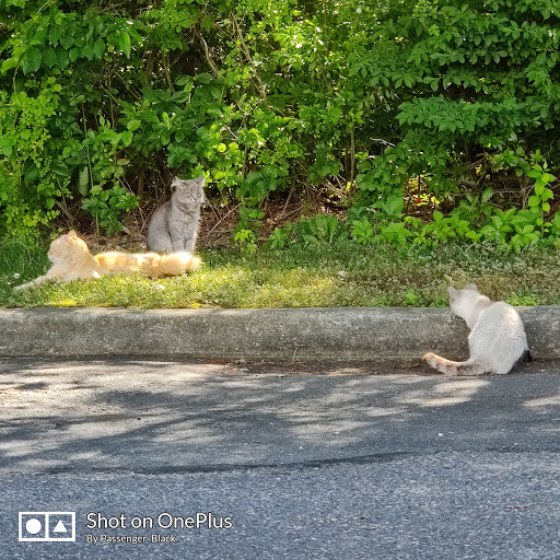 Motorcycle Dealer «Philadelphia Cycle Center», reviews and photos, 2450 Castor Ave, Philadelphia, PA 19134, USA