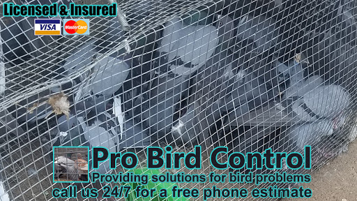 Pro Bird Control Indianapolis
